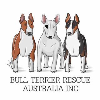 Victoria bull 2024 terrier rescue