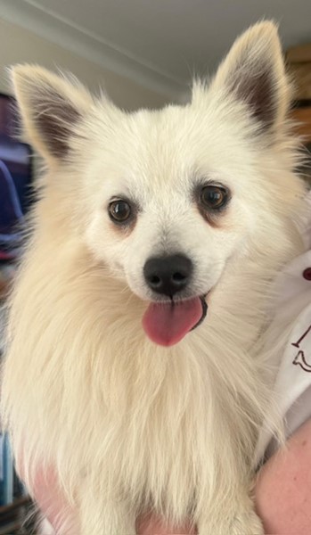 Adopt Dim Sim from Dundas NSW | Adopt-A-Dog