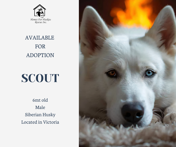 Adopt Scout from Melbourne VIC | Adopt-A-Dog