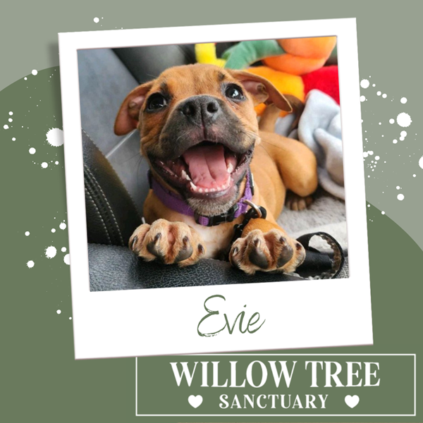 Adopt Evie from Sydney NSW | Adopt-A-Dog