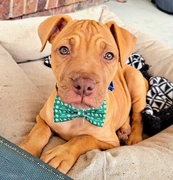 Adopt Rocher from Algester QLD | Adopt-A-Dog