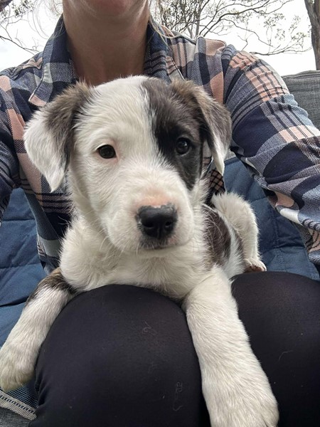 Adopt Drake - Rappers Litter from Pacific Pines QLD | Adopt-A-Dog