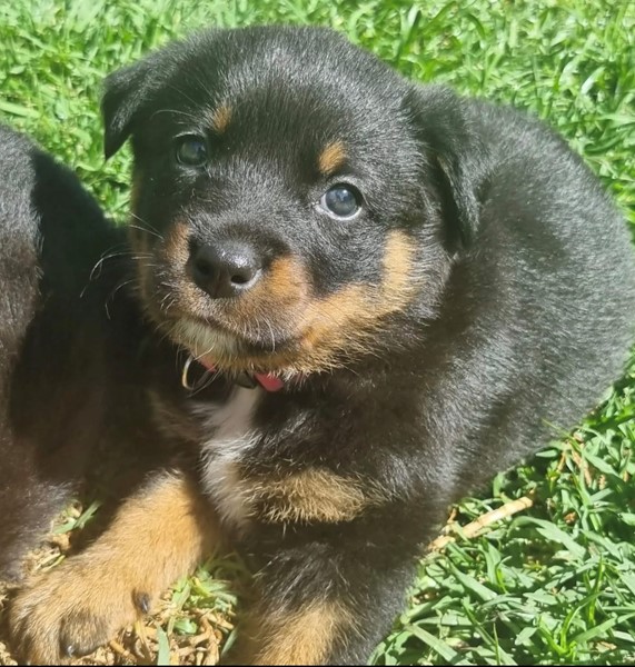 Adopt Betty from SA | Adopt-A-Dog