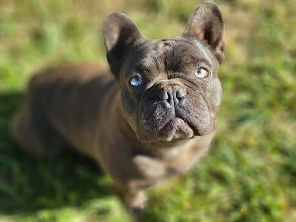 Adopt Benson from Batlow NSW | Adopt-A-Dog
