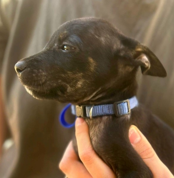 Adopt Chet from Carey Park WA | Adopt-A-Dog