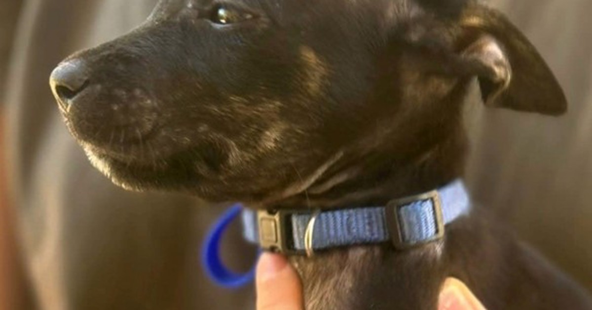 Chet Dogs Adopt Chet from Carey Park WA | Adopt-A-Dog