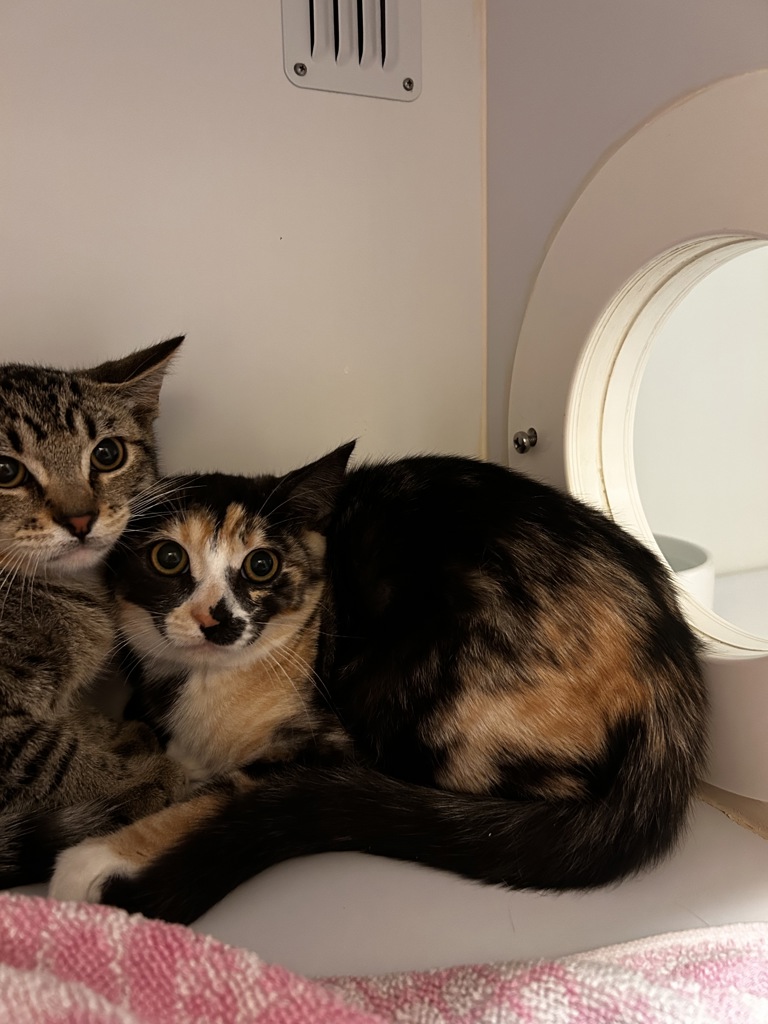 Adopt Lullaby from Wingfield SA | Adopt-A-Cat
