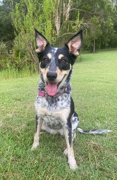 Adopt Bindi from Samford Valley QLD | Adopt-A-Dog