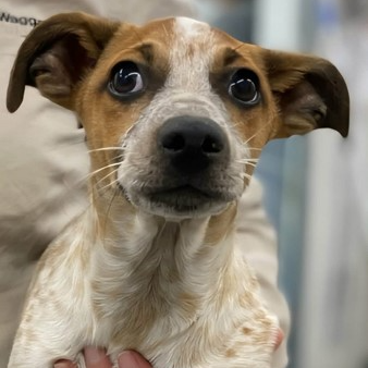 Adopt Rory from Batlow NSW | Adopt-A-Dog