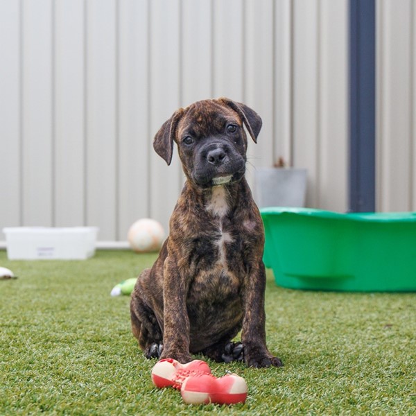 Adopt Betty from Baldivis WA | Adopt-A-Dog