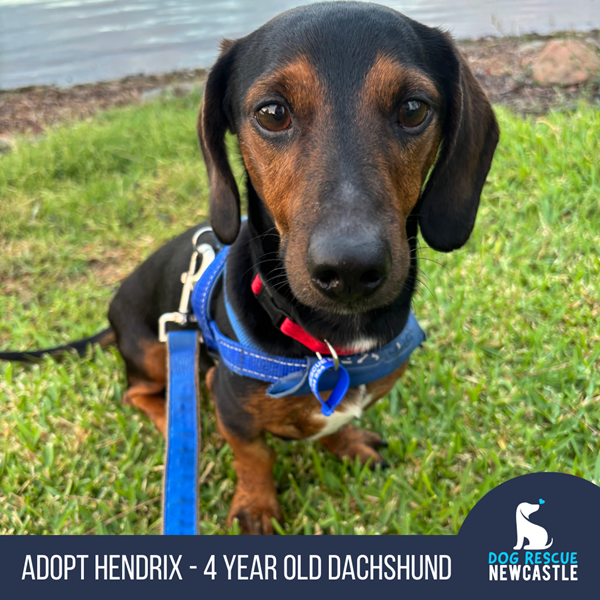 Adopt Hendrix from Toronto NSW | Adopt-A-Dog