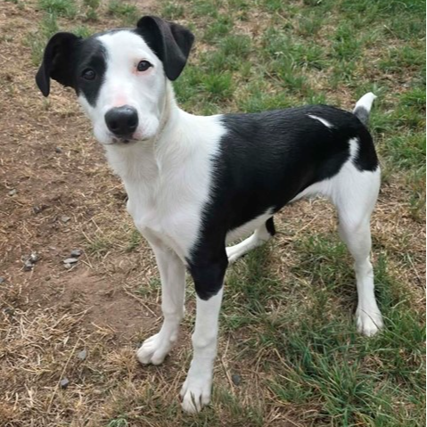 Adopt Kraska from Risdon Vale TAS | Adopt-A-Dog