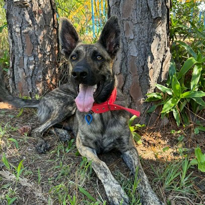 Adopt Rambo from Springfield Lakes QLD | Adopt-A-Dog