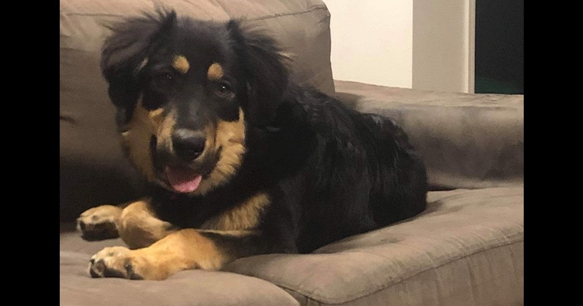 Adopt Stanley from Rockhampton QLD AdoptADog