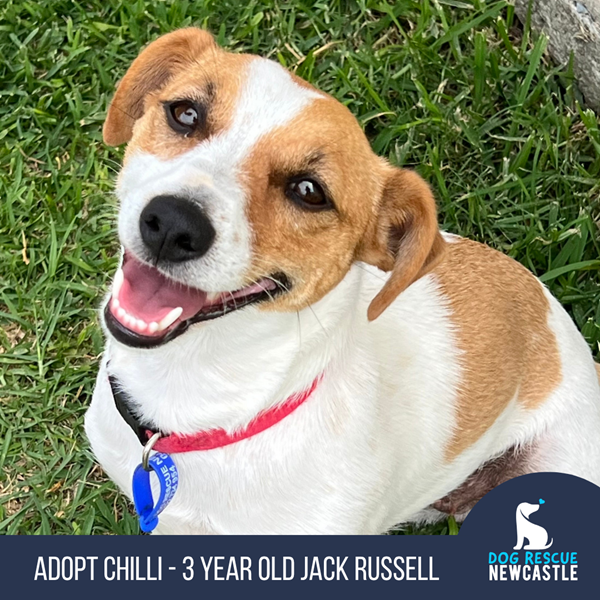 Adopt Chilli from Singleton NSW | Adopt-A-Dog