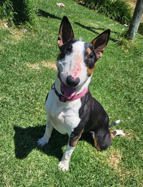 Adopt Mischa from Coldstream VIC | Adopt-A-Dog