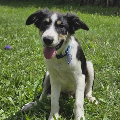Adopt Chet from Merrimac QLD | Adopt-A-Dog