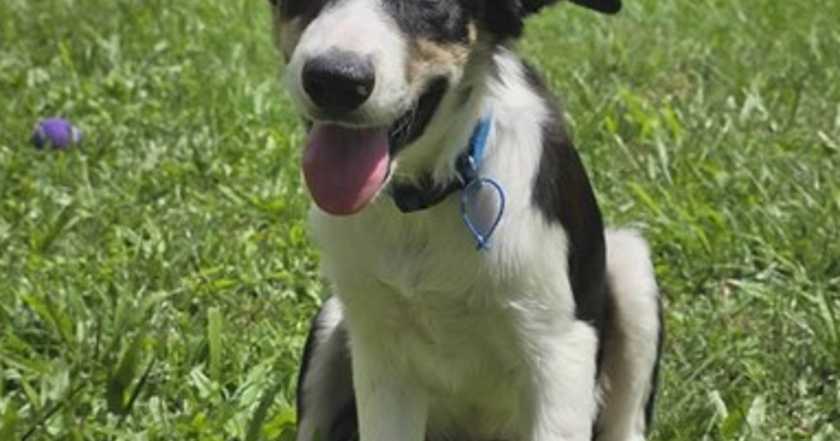 Chet Dogs Adopt Chet from Merrimac QLD | Adopt-A-Dog
