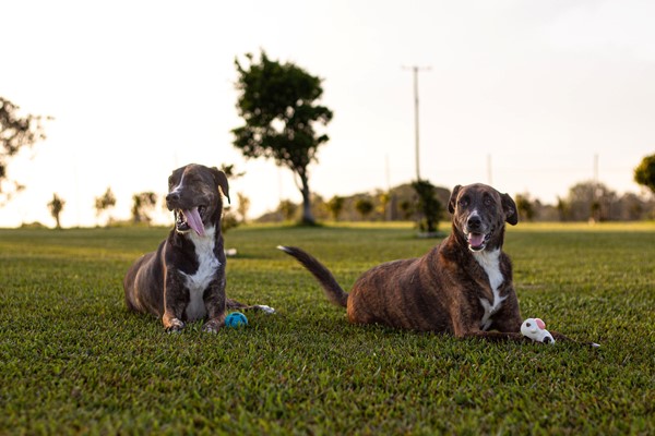Adopt Java from Kempsey NSW | Adopt-A-Dog