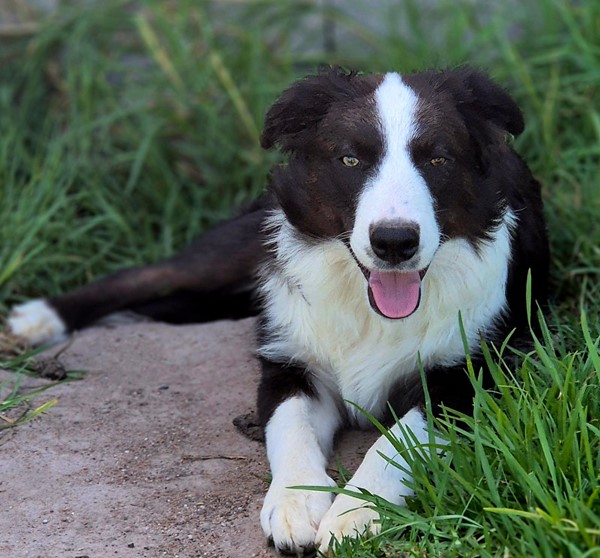 Adopt Hamish from Warwick QLD | Adopt-A-Dog