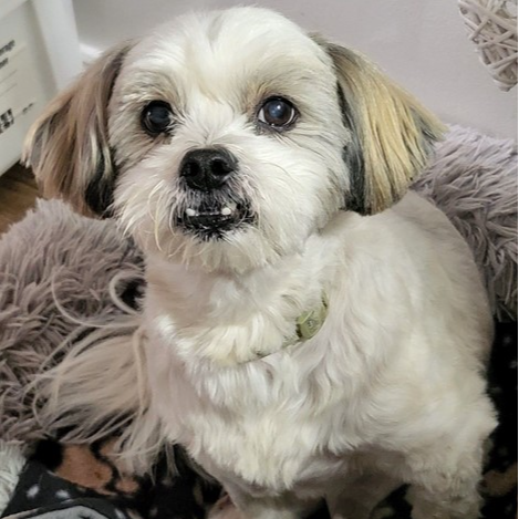 Adopt Ricky from Melbourne VIC | Adopt-A-Dog
