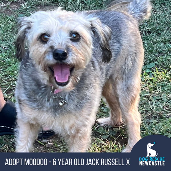 Adopt Moodoo from Singleton NSW | Adopt-A-Dog