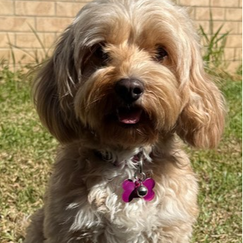 Adopt Ruby from Park Ridge QLD | Adopt-A-Dog