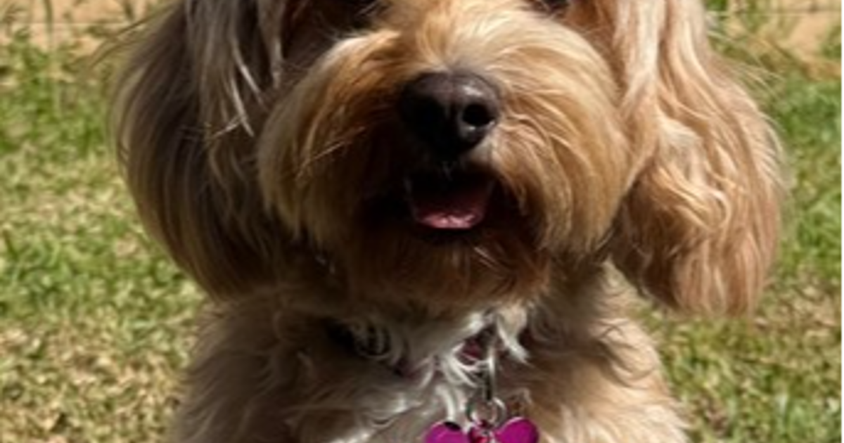 Ruby Ridge Dog Colorized Adopt Ruby from Park Ridge QLD | Adopt-A-Dog