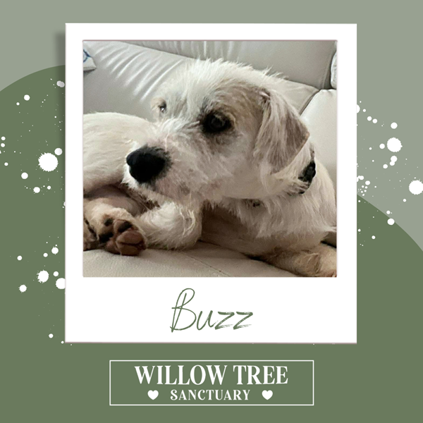 Adopt Buzz from Brisbane QLD | Adopt-A-Dog