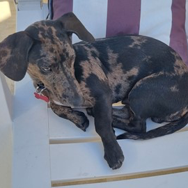 Adopt Milo from Springfield QLD | Adopt-A-Dog