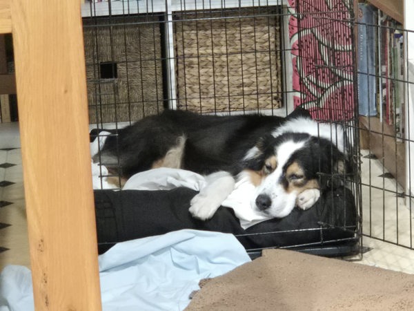 Adopt BETTY from Holland Park West QLD | Adopt-A-Dog