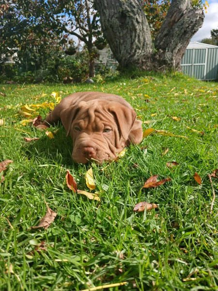 Adopt Boswell from Kaitaia Northland Region | Adopt-A-Dog
