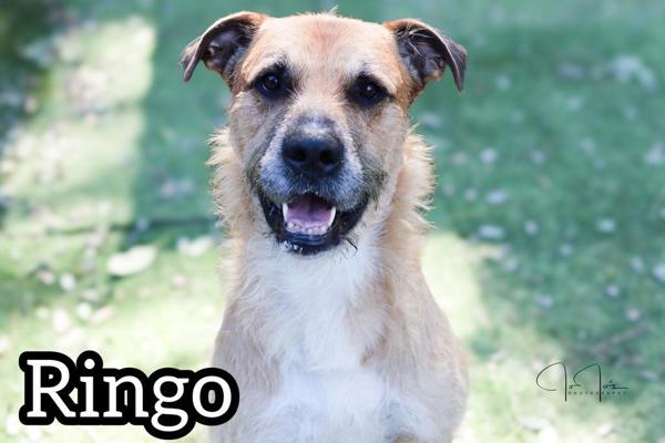 Adopt Ringo from Tanawha QLD | Adopt-A-Dog