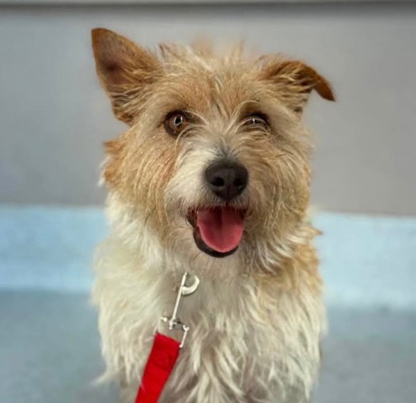 Adopt Passionfruit from Patterson Lakes VIC | Adopt-A-Dog