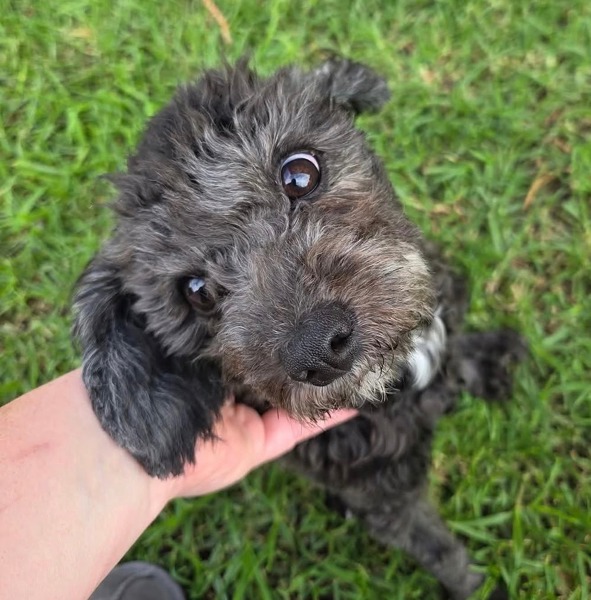 Adopt Blackberry from Narre Warren VIC | Adopt-A-Dog