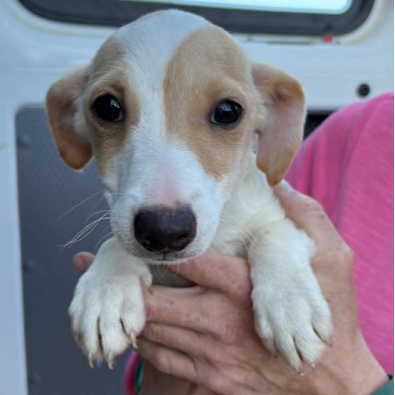 Adopt Digby from Batlow NSW | Adopt-A-Dog