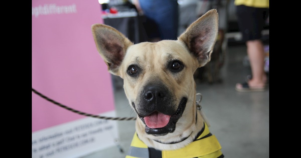 Adopt Lettie from Perth WA AdoptADog