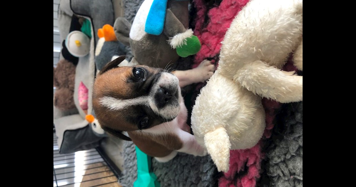 Adopt from Mandurah WA AdoptADog