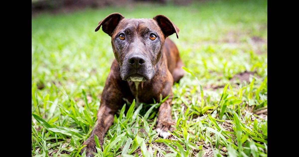 Adopt Sonny from Glenview QLD | Adopt-A-Dog