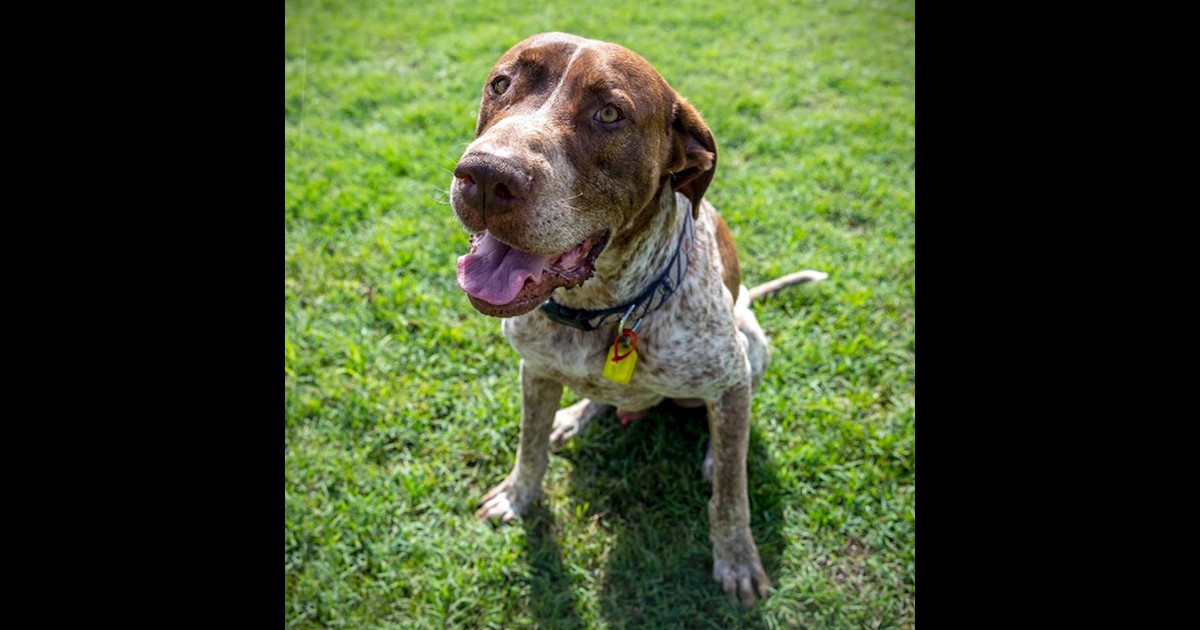 Adopt Doug from Brisbane QLD AdoptADog