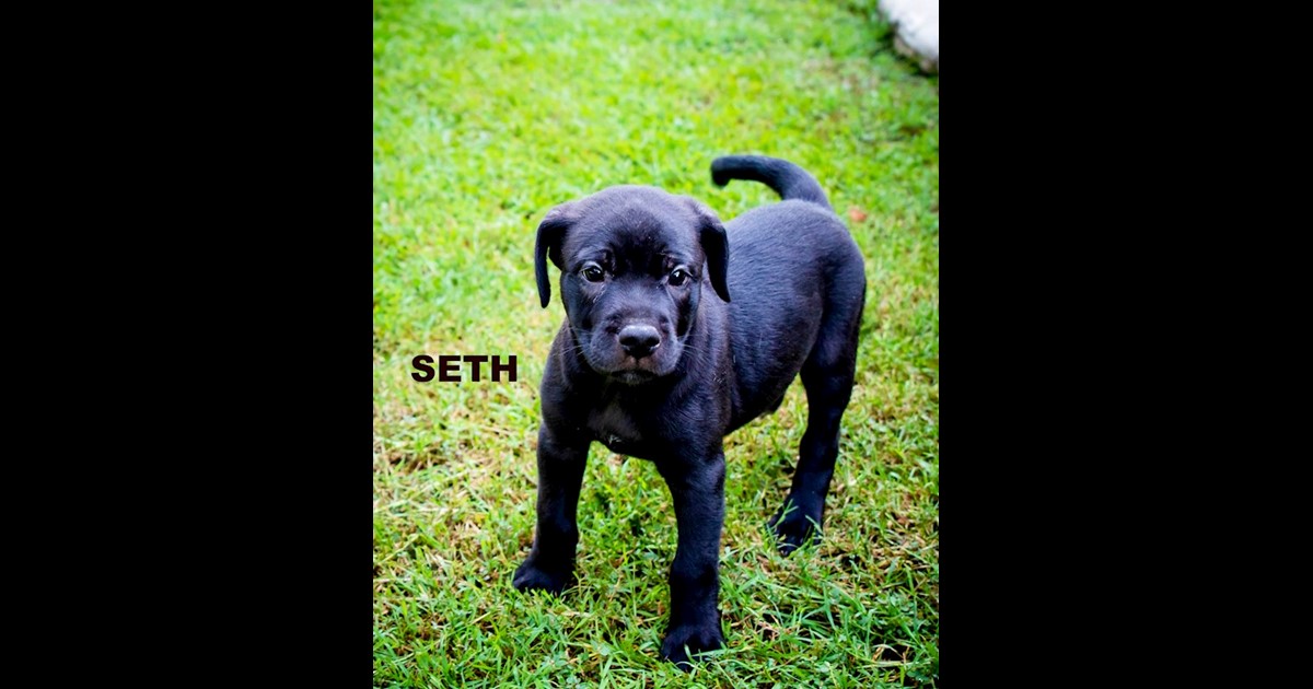 Adopt Seth from MUDGEERABA QLD AdoptADog