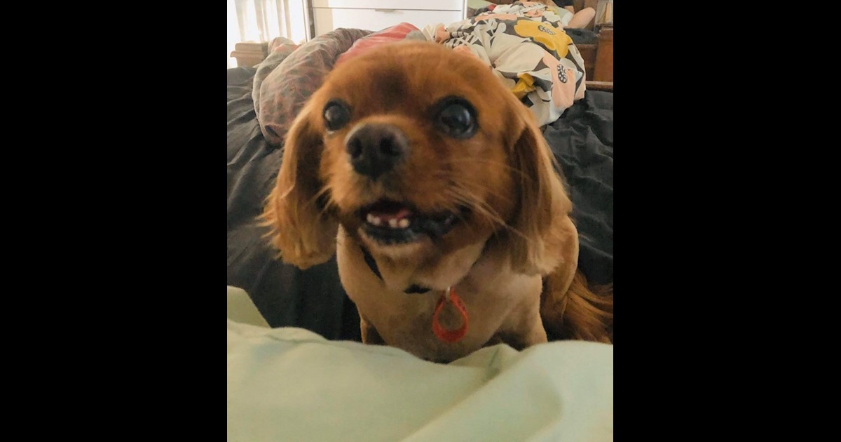 Adopt Dot from Rockhampton QLD AdoptADog