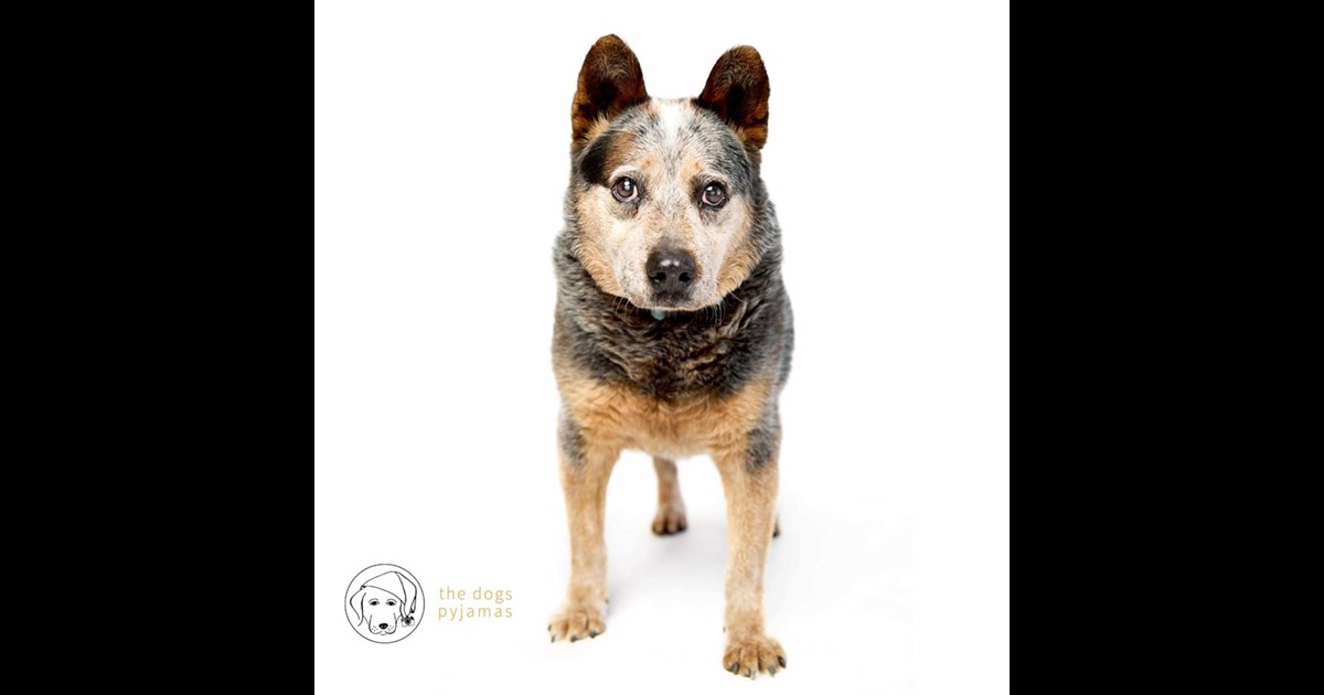 Adopt Lawson from Ingleside NSW AdoptADog