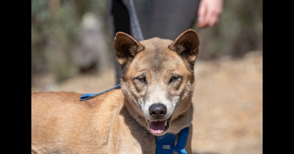 Adopt Esker- Dingo X from Goulburn NSW | Adopt-A-Dog