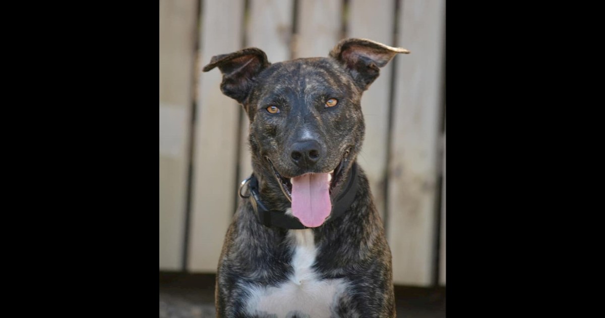 Adopt Cooper from Brisbane QLD AdoptADog