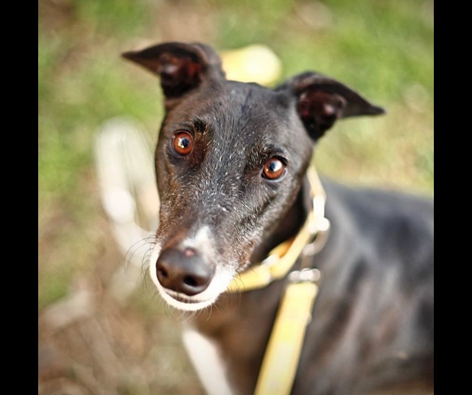 Adopt Crow from Sydney NSW | Adopt-A-Dog