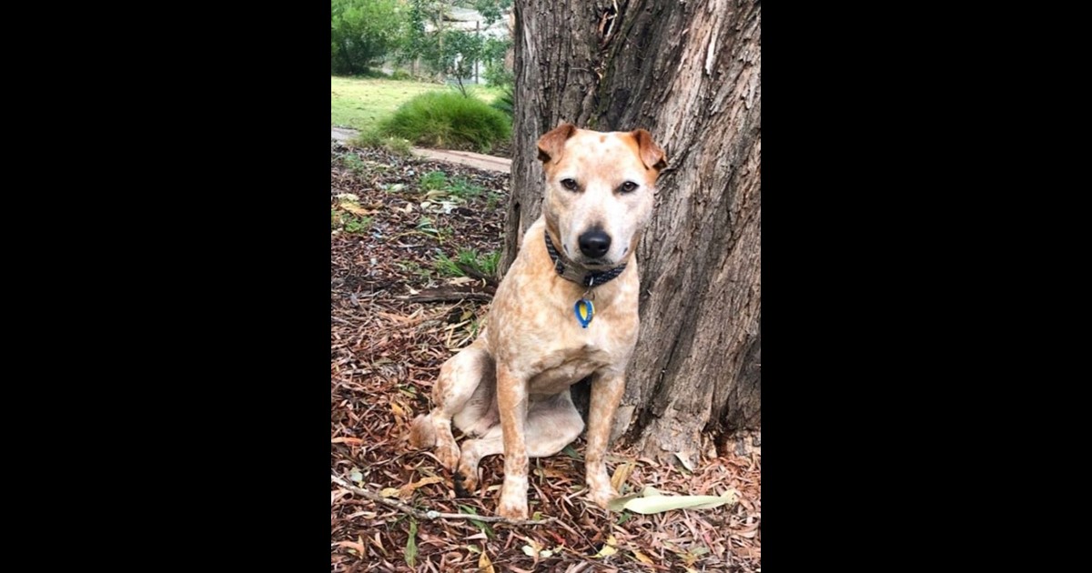 Adopt Angus from Busselton WA AdoptADog