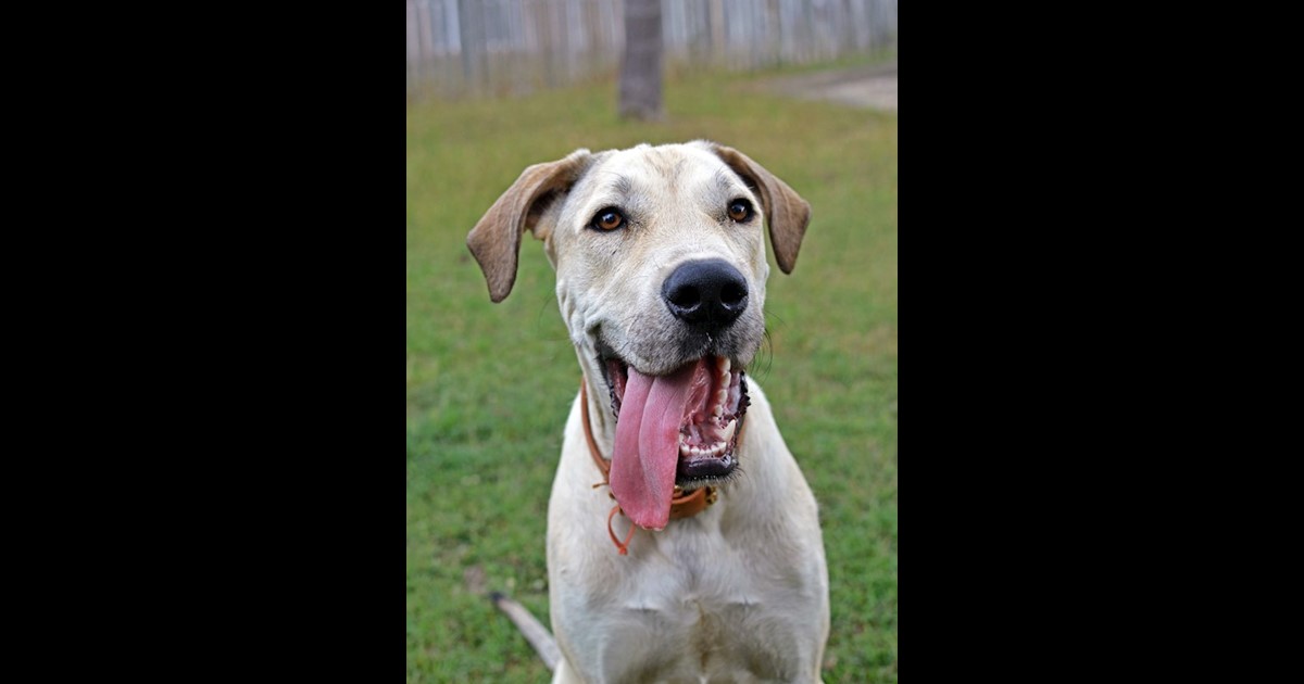 Adopt Duke from Rockhampton QLD AdoptADog