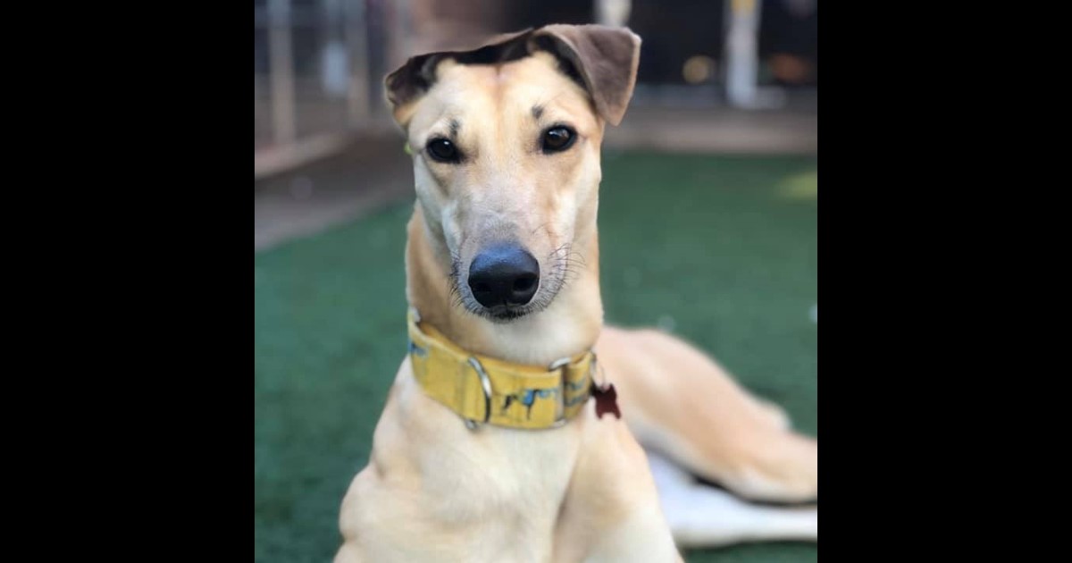 Adopt Nova from Canberra ACT AdoptADog