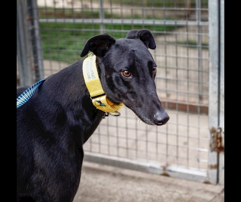 Adopt Quattro from Sydney NSW AdoptADog